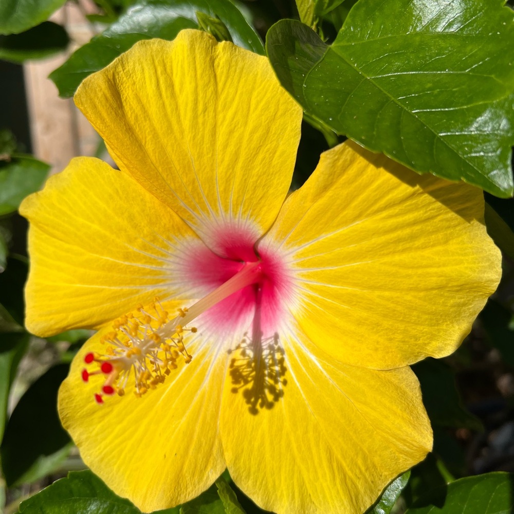 Vibrant Yellow Hibiscus Flower